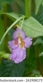 Image result for Impatiens stuhlmannii