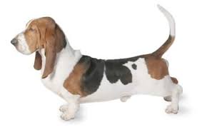 In pop culture, the basset hound is featured as the logo for hush puppies brand shoes and also appears as a cartoon dog named droopy. Basset Hound Dog Breed Information Pictures Characteristics Facts Dogtime