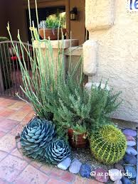 With age, golden barrel cactus produces offsets to form clumps that can reach 6ft. Lady S Slipper Archives Ramblings From A Desert Garden