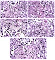 Image result for Agelanthus terminaliae