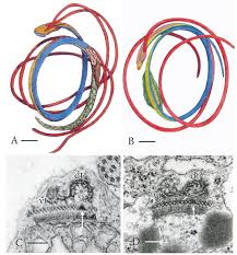 This video is related to a cell paper analyzing the genome of the common liverwort (marchantia polymorha). A Liverwort Blasia B Moss Atrichum Reconstruction Of Sperm Download Scientific Diagram
