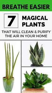 Breathe Easier 7 Magical Plants That Will Clean And Purify The Air In Your Home Getgardentips Com Plants Air Purifying House Plants Air Purifying Plants