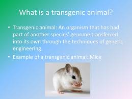 In a normal gene, gene replacement results in only the one example of a transgenic organism is the c5 plum. Transgenic Organisms Powerpoint