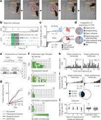 Maybe you would like to learn more about one of these? Oxytocin Neurons Enable Social Transmission Of Maternal Behaviour Nature