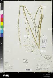 Image result for Sporobolus pyramidalis