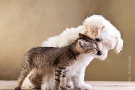 Check spelling or type a new query. Adopter Un Animal Gratuitement