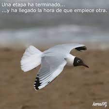 Search the world's information, including webpages, images, videos and more. Aereasvg Frases De Juan Salvador Gaviota De Richard Facebook