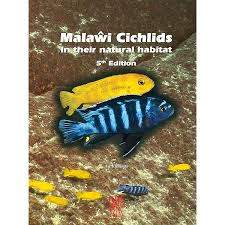 Image result for Tetradenia tanganyikae