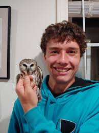 Northern Saw-whet Owl hatch year, unknown sex