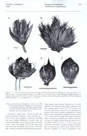 Image result for Kyllingiella microcephala