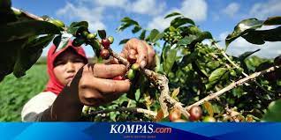 Karet Sawit Kakao Dan Kopi Jadi Produk Ekspor Utama Indonesia