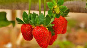 Strawberry pun ada, tapi masih muda.dapat memang puashati sangat dapat melawat ladang anggur kc kwang di cameron highlands ni. Famous Strawberry Farm At Cameron Highlands Sweet Corn At Cameron Highlands Malaysia