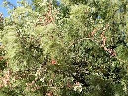 Image result for Tapinanthus oleifolius