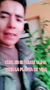Cuál es el Mejor Clima Para la Planta de la Vida... #planta #plantade...