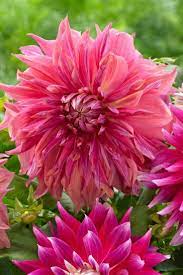 Another Outstanding Member Of The Penhill Family Of Dahlias Which Are Known For Their Impressive Size Twist Most Beautiful Flowers Beautiful Flowers Flowers