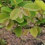 Image result for Bridelia ferruginea