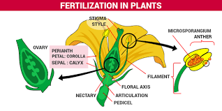 Fertilization Of Plants Process Of Fertilization In Plants