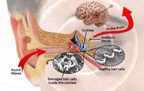 We did not find results for: The Relationship Between Tinnitus And Tms Therapy How It Can Deliver Relief For Patients