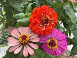 We did not find results for: Tips To Get The Most From Your Fresh Cut Flower Bouquet