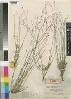 Image result for Kohautia caespitosa