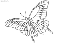 Visit kidzone's monarch butterflies section. Butterfly Coloring Pages Page 2