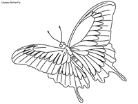 Coloring is the application of colors on a surface that is done through many ways. Butterfly Coloring Pages Page 2
