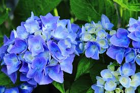 10 Poisonous Plants To Dogs And Cats Flower Meanings Hydrangea Flower Flowers Toxic To Cats