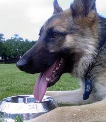 Evansville is a city in, and the county seat of, vanderburgh county, indiana. Evansville Creates Animal Abuse Registry To Help Shelters Wku Public Radio