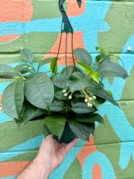 Image result for hoya multiflora