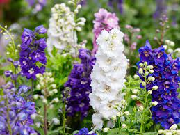 How To Grow Delphinium And Larkspur Lovethegarden