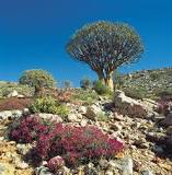 Image result for Where Is the Karoo In South Africa
