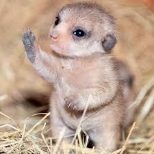 Pin By Carol Day On Random Animals In 2020 Cute Cats And Dogs Baby Meerkat Fluffy Animals