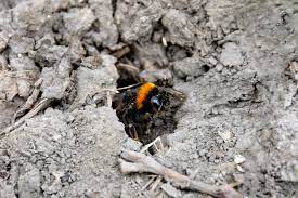 Die erdhummel gehört zu den größten und häufigsten hummeln in unserer region. Erdhummeln Vertreiben So Geht Es Sanft Und Tierfreundlich
