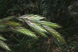 Image result for Bromus catharticus