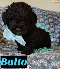 We are cindy and jeff suit, and we strive to produce puppies with the very best temperaments and. Balto Mini Goldendoodle Florida In 2020 Sheepadoodle Puppy Goldendoodle Puppy Goldendoodle