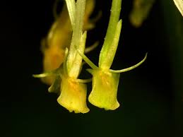 Image result for Malaxis schliebenii