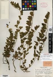 Image result for Aristolochia zenkeri