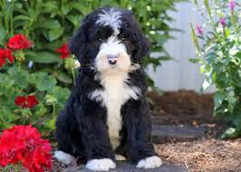 Bernedoodle is a cross between a bernese mountain dog and a poodle. Bernedoodle Puppies For Sale Puppy Adoption Keystone Puppies