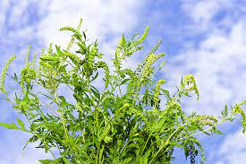 It's a paradox i don't fully understand. Bessere Hilfe Fur Ragweed Allergiker Wien Orf At