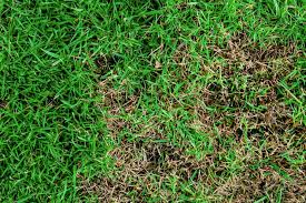 If you tend to leave plugs on top of the yard in lieu of raking them, you will get a bit more soil exposure. Dethatching Lawns The What Why How And When