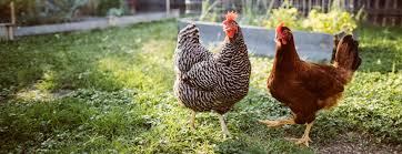 For these reasons, many find raising backyard hens a rewarding experience. Your Guide To Raising Backyard Chickens Made For Beginners Farm Bureau Financial Services