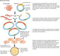 Recombinant Dna Cloning Recombinant Dna Molecules Are Formed In A Laboratory Using Methods Of Genetic Recombinat Biology Lessons Recombinant Dna Dna Cloning
