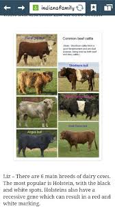 Different Types Of Cattle Beef Cow Dairy Cattle Cattle Ranching