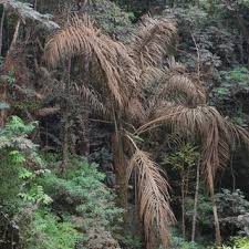 Image result for Raphia rostrata