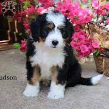 Bernedoodle puppies immediately available pennsylvania. Mini Bernedoodle Puppy In Myerstown Pa Mini Bernedoodle Bernedoodle Puppy Bernedoodle