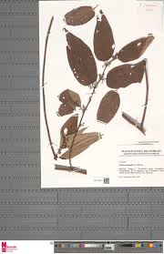 Image result for Tectaria camerooniana