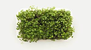 microgreens health benefits nutrition and how to grow them