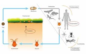 Dec 16, 2020 · two species of demodex, a parasitic microorganism, live on humans: Genomes Of Trombidid Mites Reveal Novel Predicted Allergens And Laterally Transferred Genes Associated With Secondary Metabolism Biorxiv
