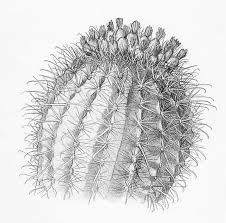 Se imprime utilizando tintas canon de alta calidad y papel de archivo de fibra de algodón 100% que reproducen detalles hermosos y nítidos y colores de larga duración que le encantarán. Resultado De Imagen Para Dibujos De Cactus En Pinterest Cactus Drawing Cactus Illustration Drawings