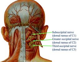 Pin By Joh John On Cervical Toracal Sacrum Occipital Nerve Block Occipital Spinal Fluid